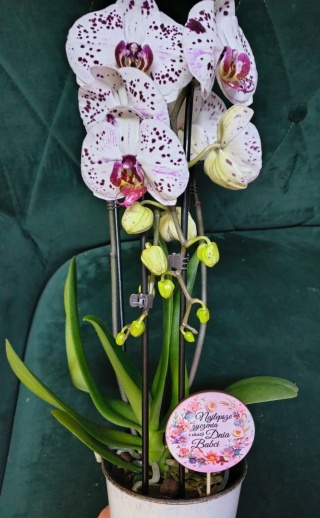 "Kwiatowe życzenia dla Babci” #29