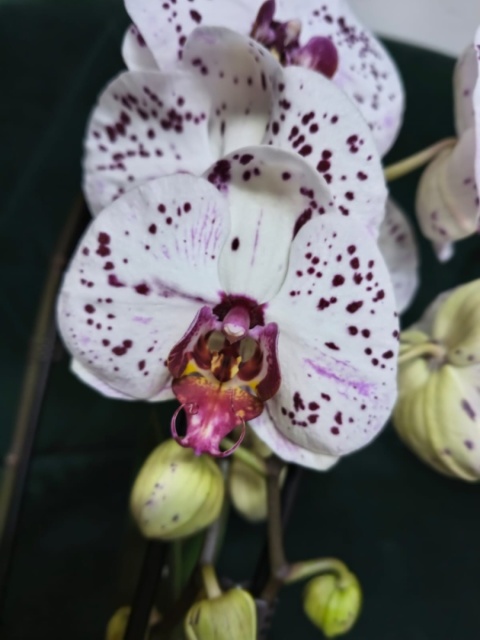 "Kwiatowe życzenia dla Babci” #29