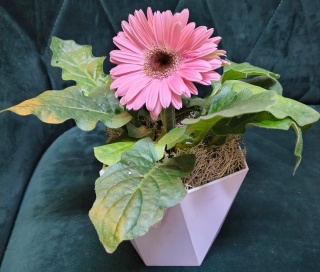 "Kwiatowe życzenia dla Babci i Dziadka” #22