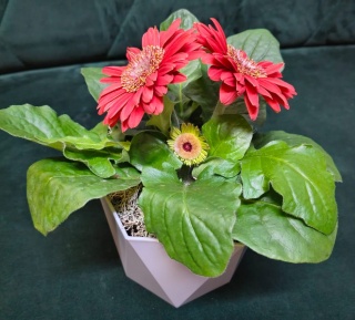 "Kwiatowe życzenia dla Babci i Dziadka” #24