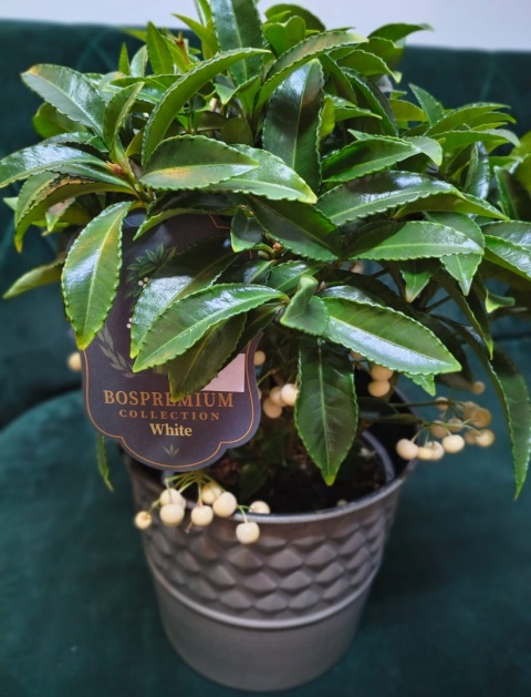 "Kwiatowe życzenia dla Babci i Dziadka” #36