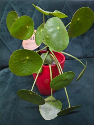 "Kwiatowe życzenia dla Babci i Dziadka” #37